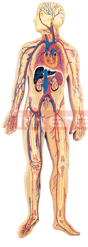 HUMAN CIRCULATORY SYSTEM